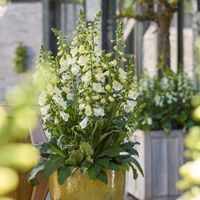 2025 虹越种子 毛地黄品种合集