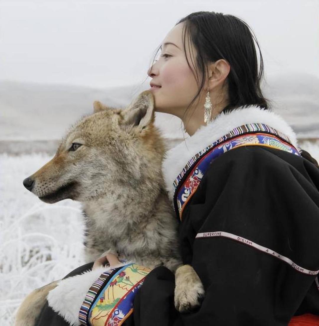 纪录片《重返狼群》为何让人泪目?人情淡薄,我们为人类感到悲凉