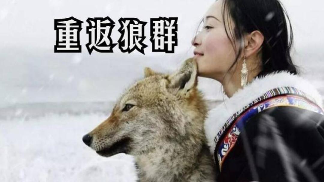 纪录片《重返狼群》为何让人泪目?人情淡薄,我们为人类感到悲凉