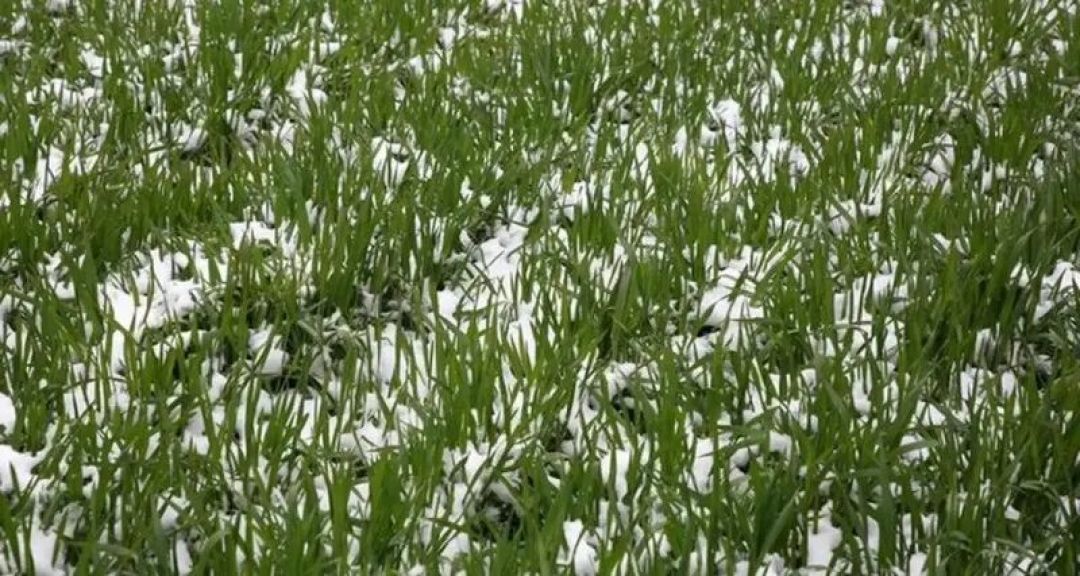冬小麦种植技术怎么优化?这篇讲透了