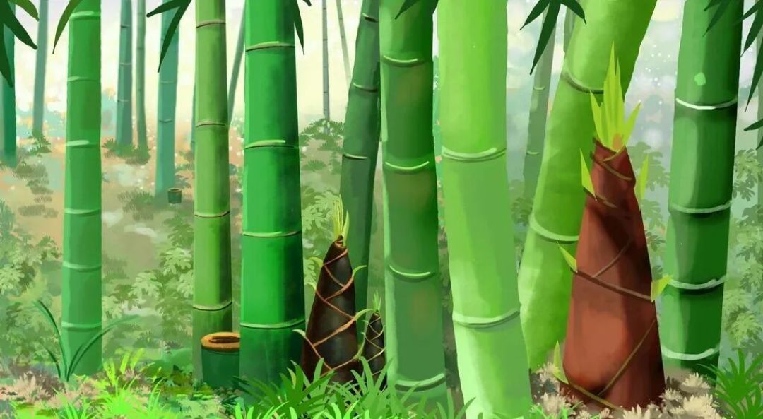 竹笋的潜在营养价值简介