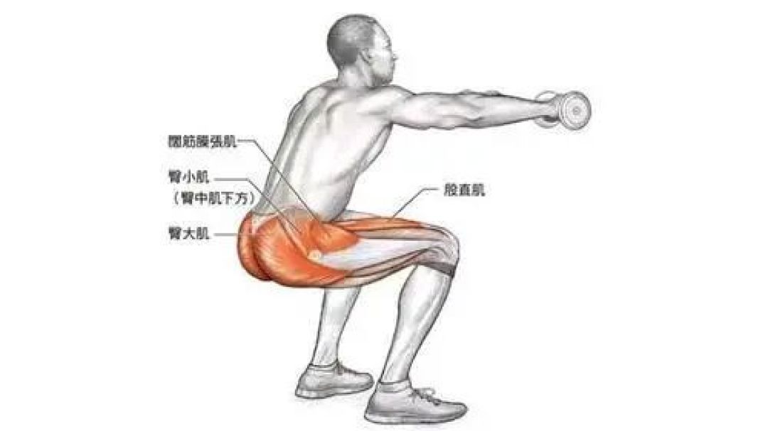认识腰腿肌告别腰腿痛!