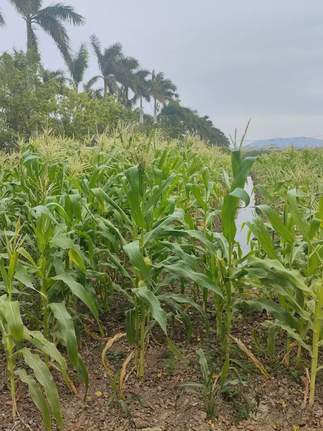 珠海遛娃✨甜野公社科普摘水果玩到娃不肯走