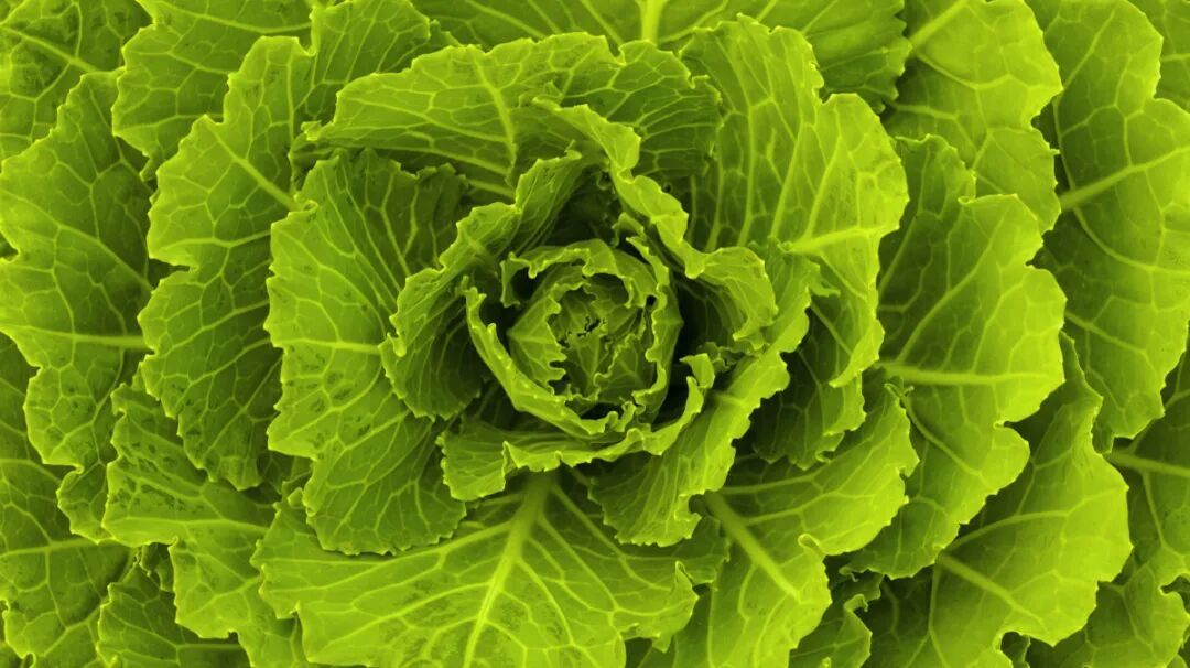 盘点叶黄素含量高的食物，菠菜竟然是护眼高手？
