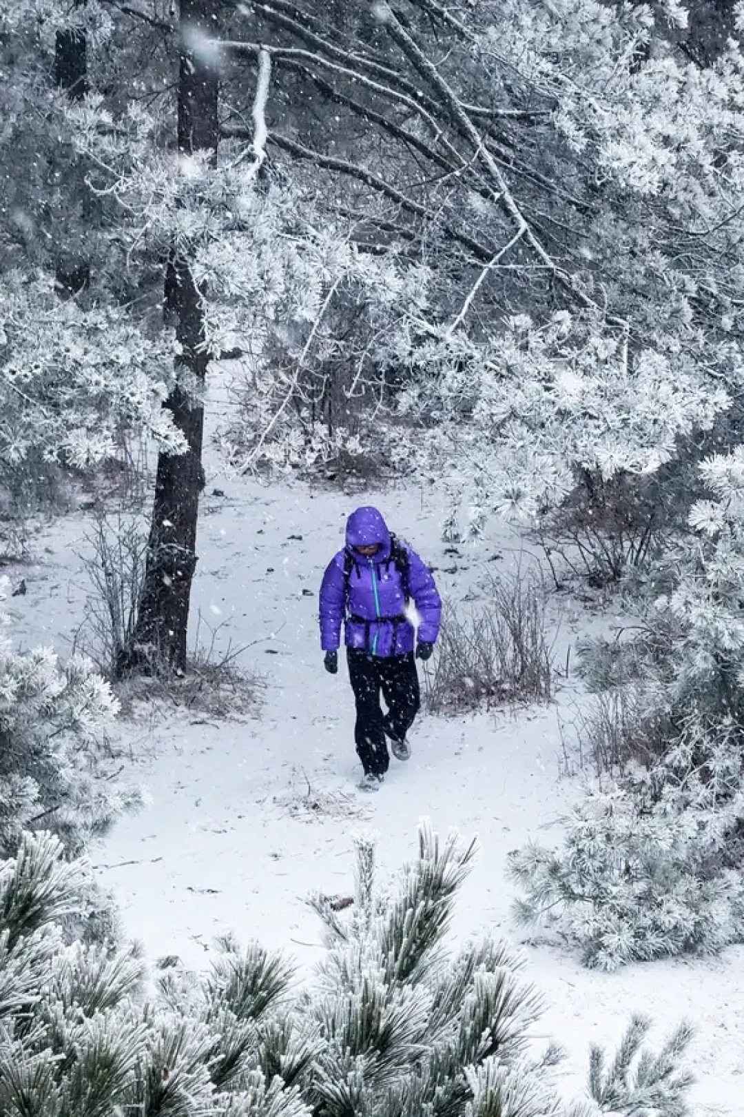 杭州又下雪啦!百丈岭详细攻略赶紧收藏!