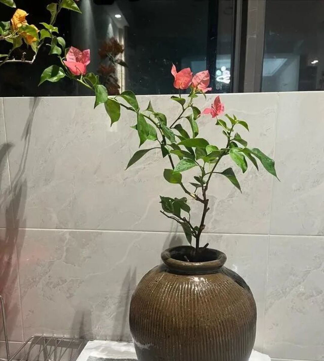 广州一小女孩,用易拉罐养三角梅,网友:太精致了,真有创意