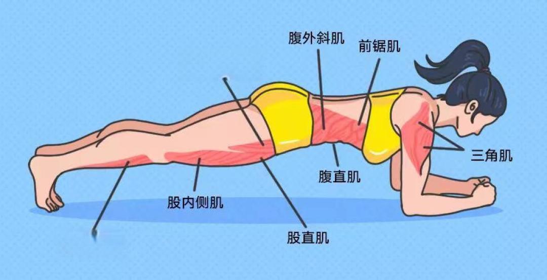 认识腰腿肌告别腰腿痛!