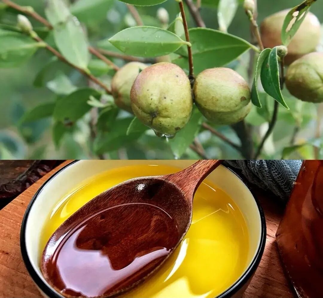 山茶油不只是“贵”,更是你家80%常见小麻烦的“天然解决方案”