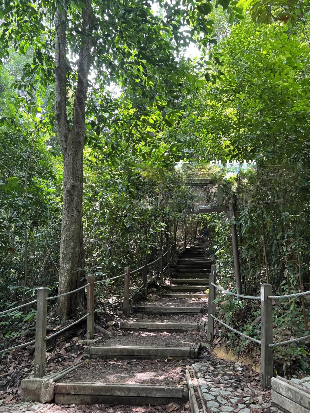 🇸🇬 新加坡经典徒步|3条必走宝藏路线