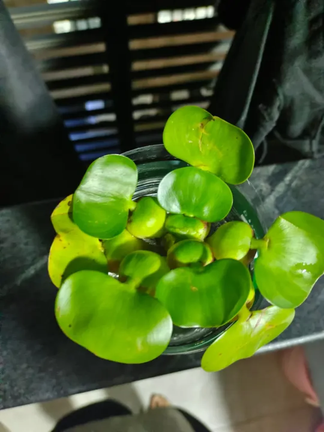 水葫芦水培封神!爆盆开花全靠这几招💦