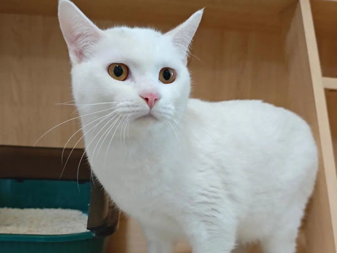 冬天,你捧杯热水,猫也在盘算…