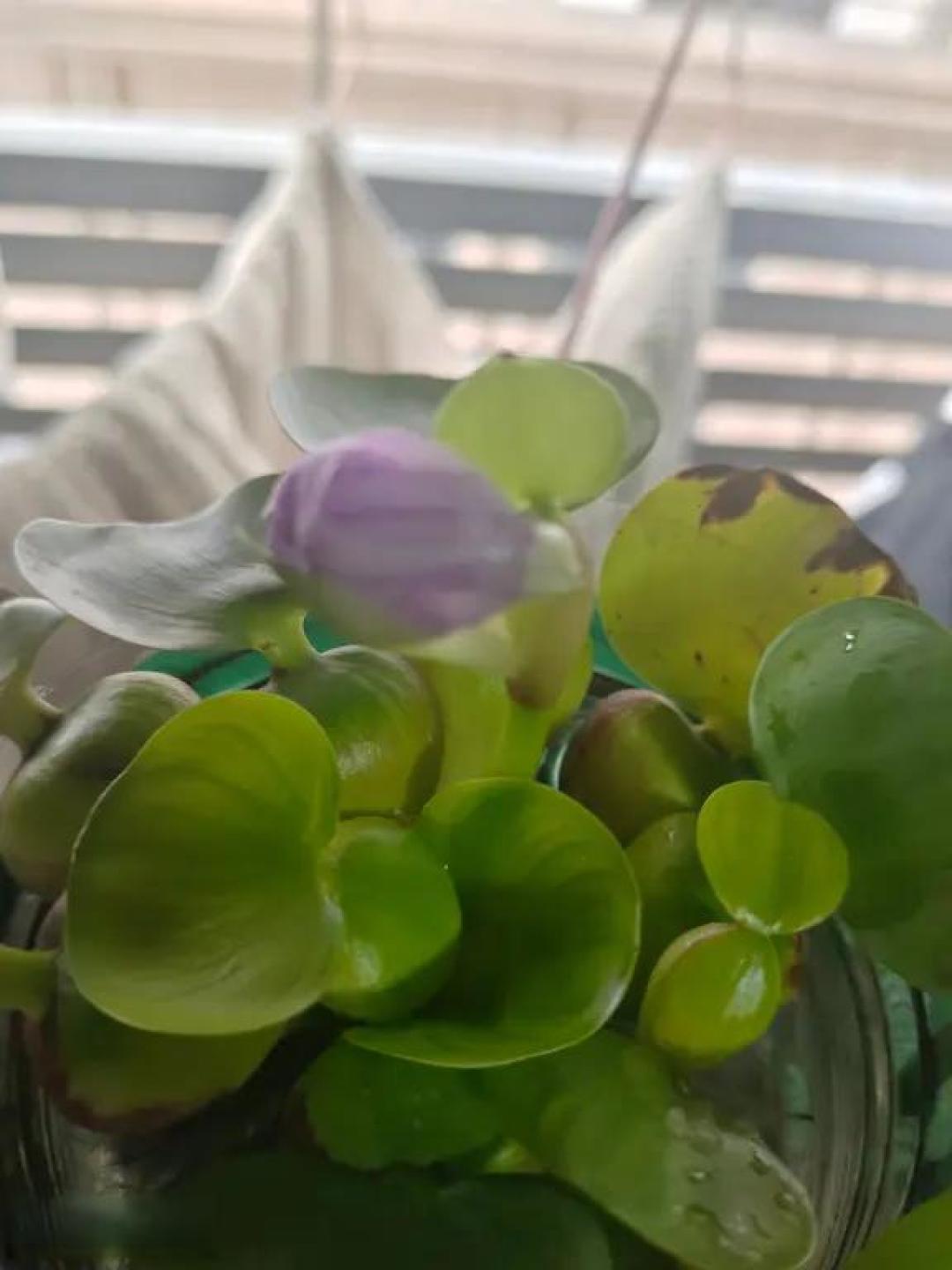 水葫芦水培封神!爆盆开花全靠这几招💦