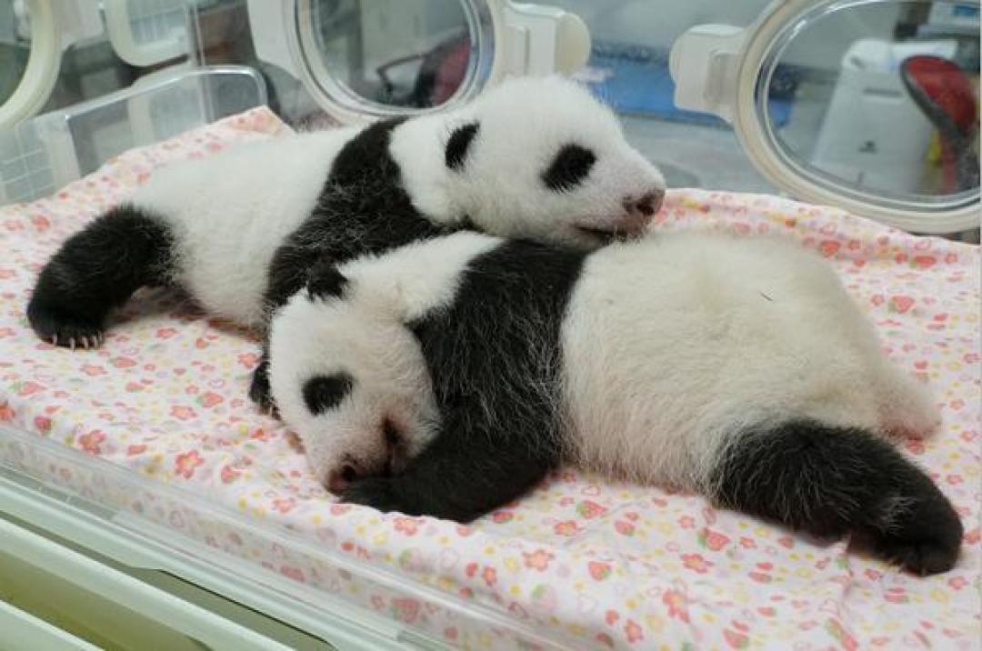 晓晓蕾蕾回国,日本民众排长队告别,五十载熊猫缘暂落幕