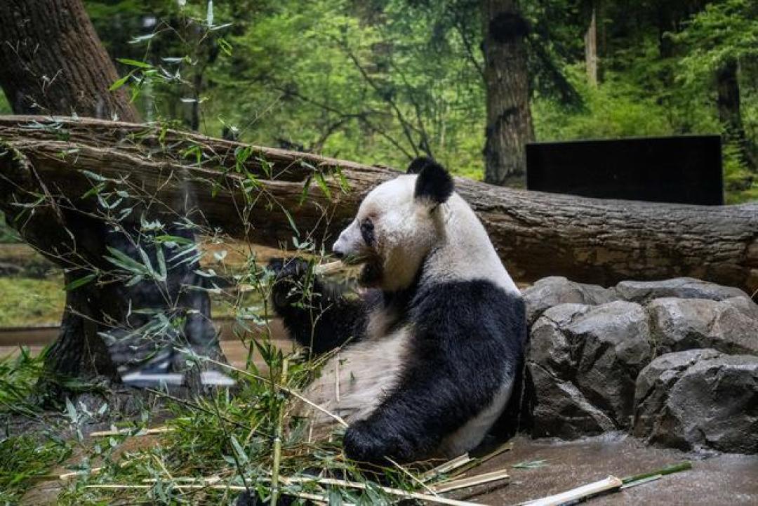 晓晓蕾蕾回国,日本民众排长队告别,五十载熊猫缘暂落幕