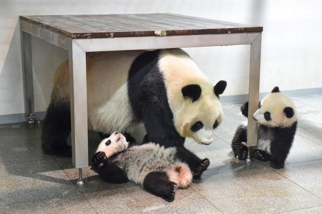 晓晓蕾蕾回国,日本民众排长队告别,五十载熊猫缘暂落幕
