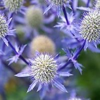 口碑最好的十大油皮美容油品牌