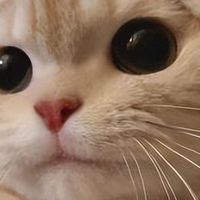 哪个牌子猫粮好？2026 高口碑品牌推荐不踩雷！