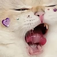 2026“老年猫”猫粮TOP6榜单，铲屎官亲测推荐！