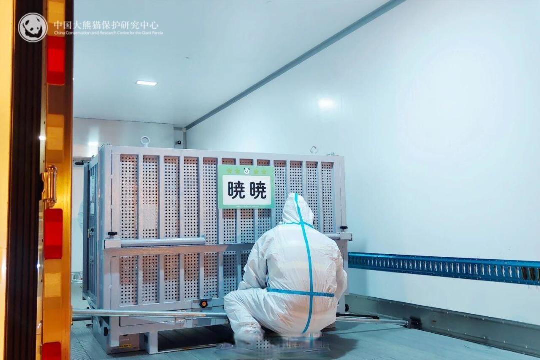 旅日大熊猫双胞胎晓晓蕾蕾归国，一家五口在四川幸福团聚