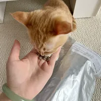 盲测挖到宝！好吃又美毛的神秘猫粮究竟是谁