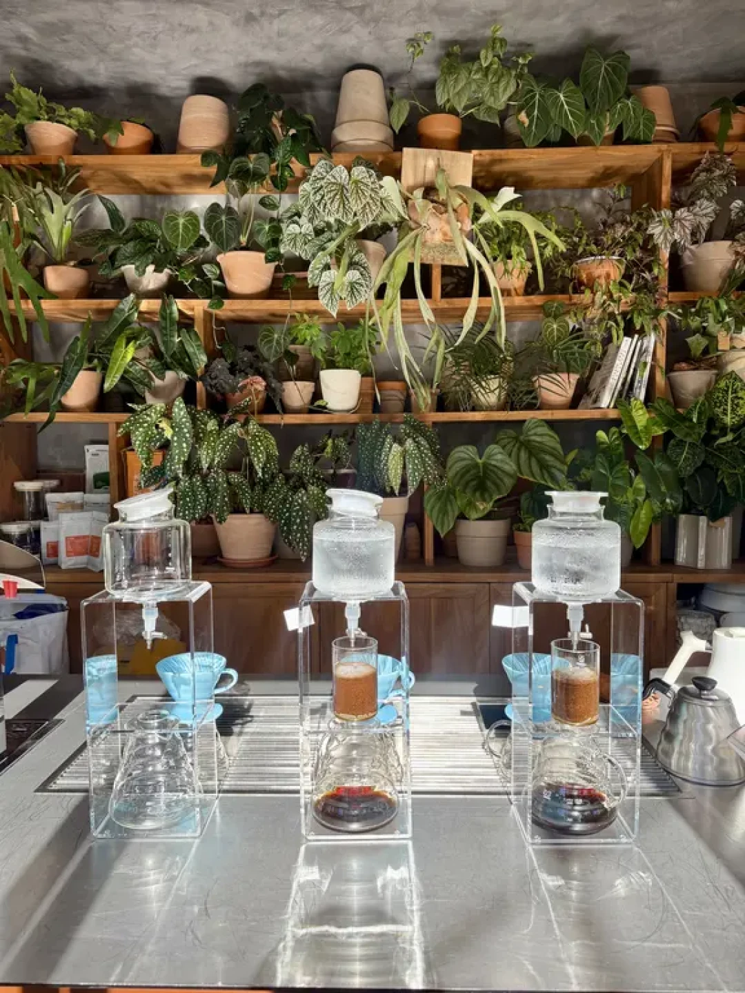 探店剖析| brunch×植物店,被Chill到就赢了