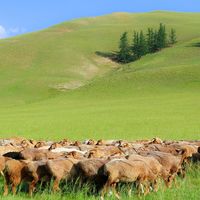 2026年新疆羊肉品牌TOP3，本地人最认哪一家？