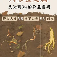 从3块到3w! 人参水太深❓一篇教你辨真身！