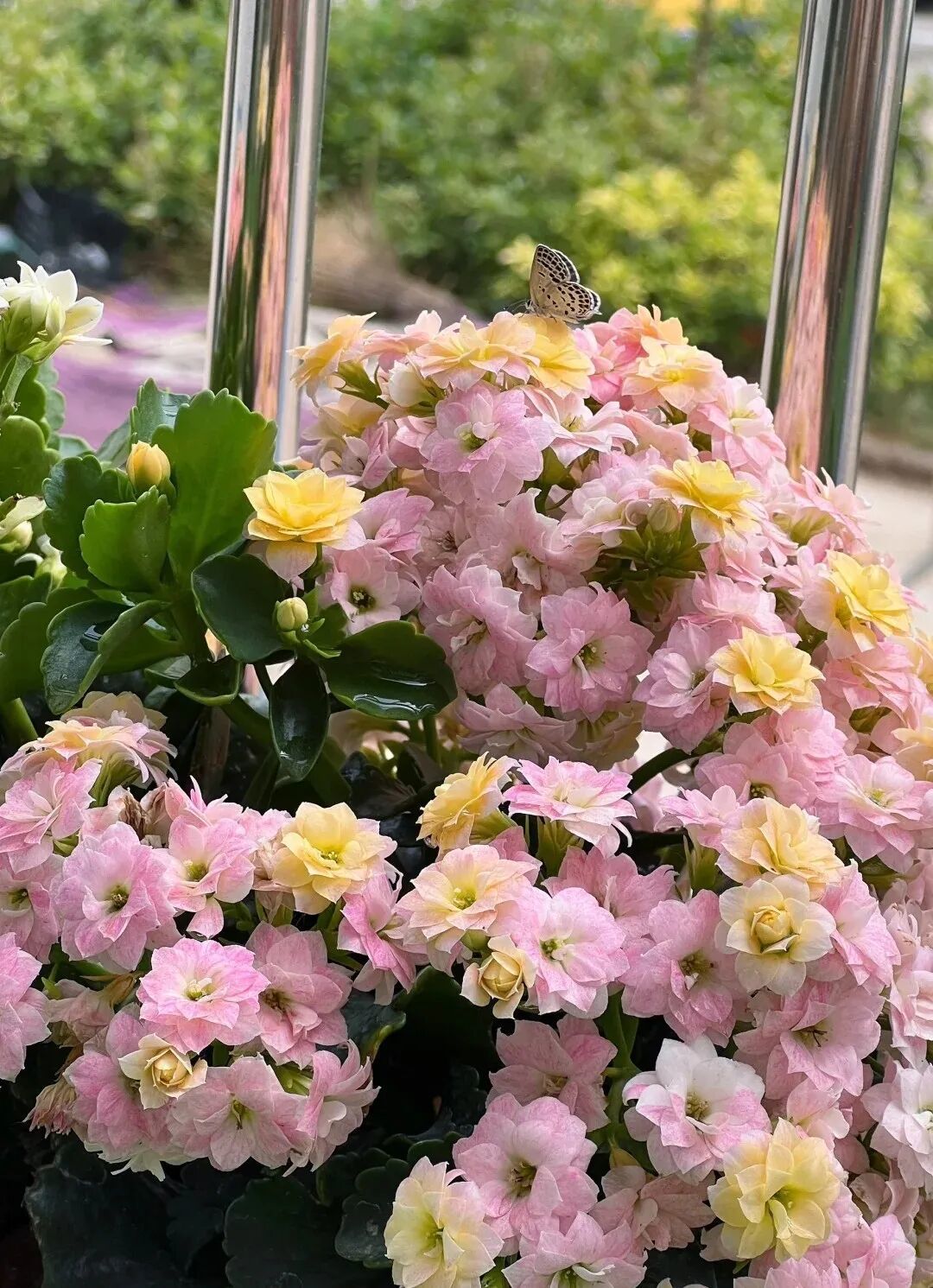 冬季里的“颜值担当”，一款颜值高花期长，还很好养的开花机器