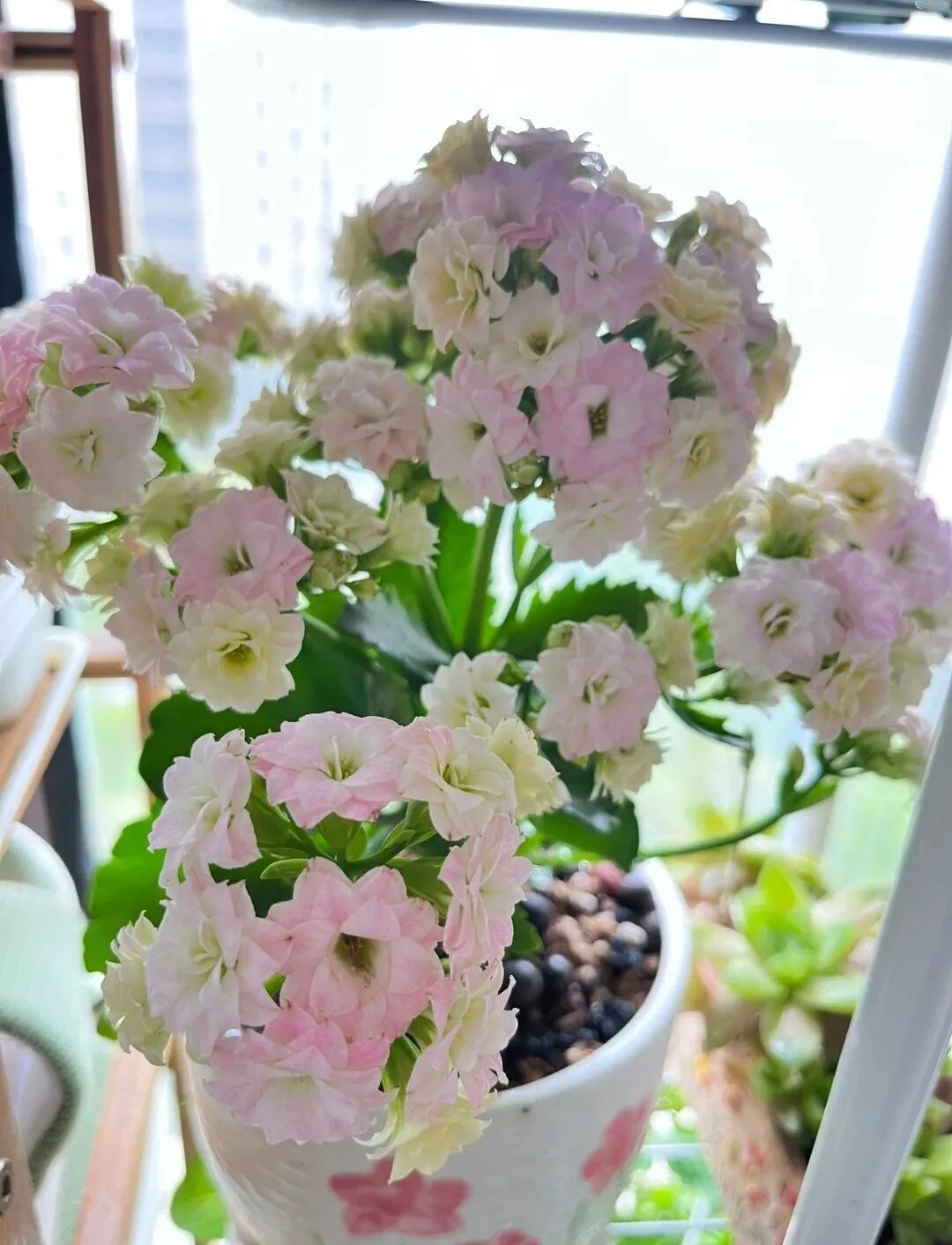 冬季里的“颜值担当”，一款颜值高花期长，还很好养的开花机器