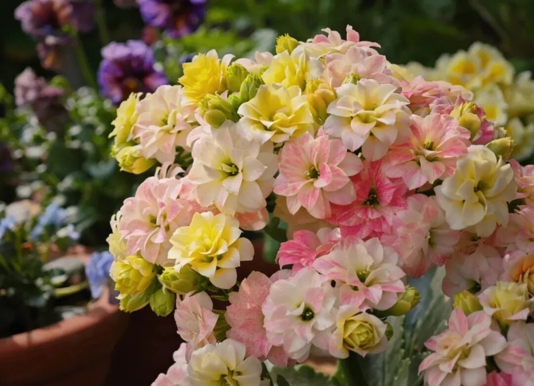 冬季里的“颜值担当”，一款颜值高花期长，还很好养的开花机器