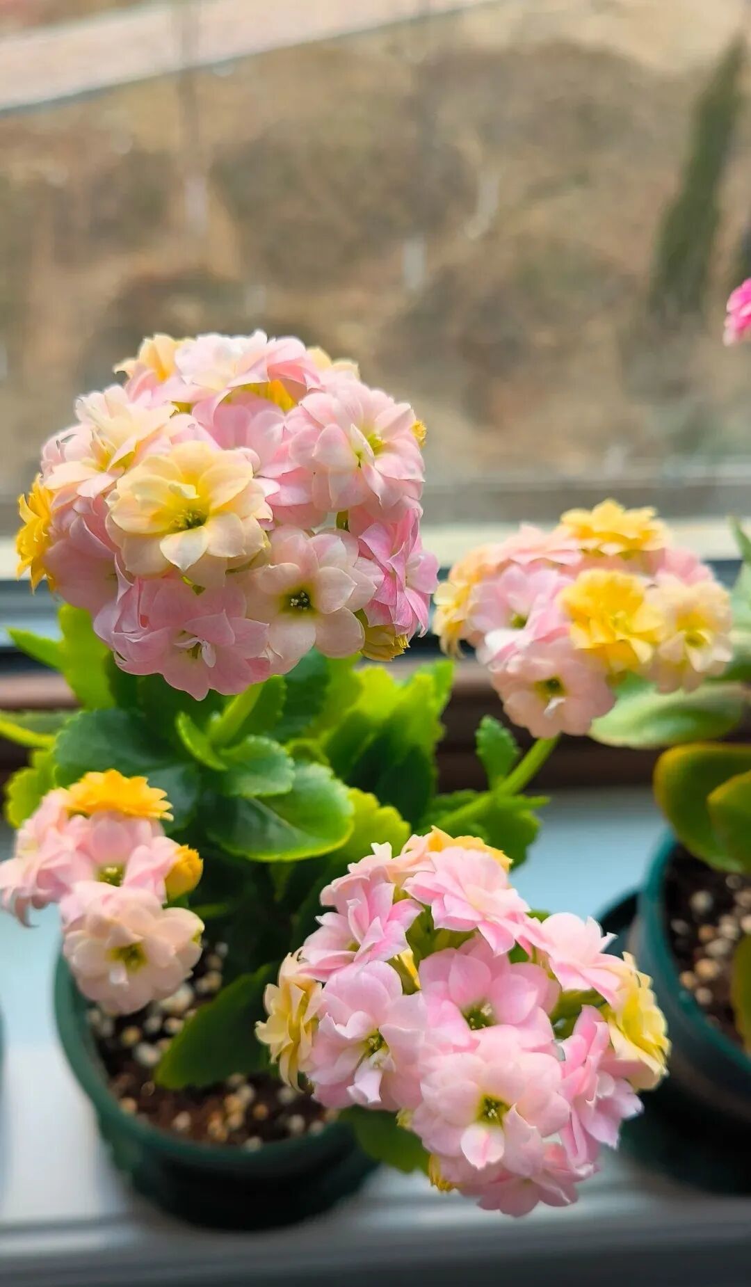 冬季里的“颜值担当”，一款颜值高花期长，还很好养的开花机器