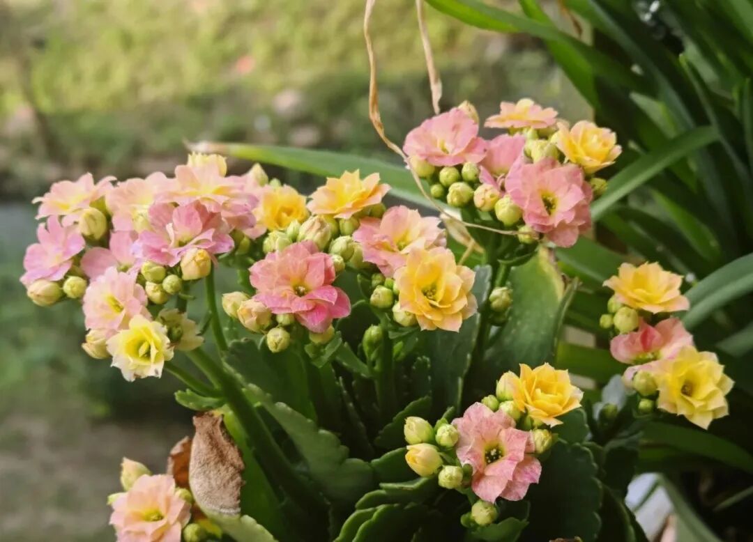冬季里的“颜值担当”，一款颜值高花期长，还很好养的开花机器