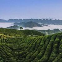 为何说“班章为王，冰岛为后”？看完这篇文章，彻底明白了