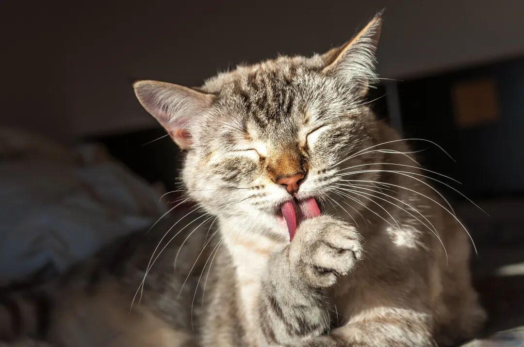 猫咪被摸后急着舔毛,是因为嫌弃吗?