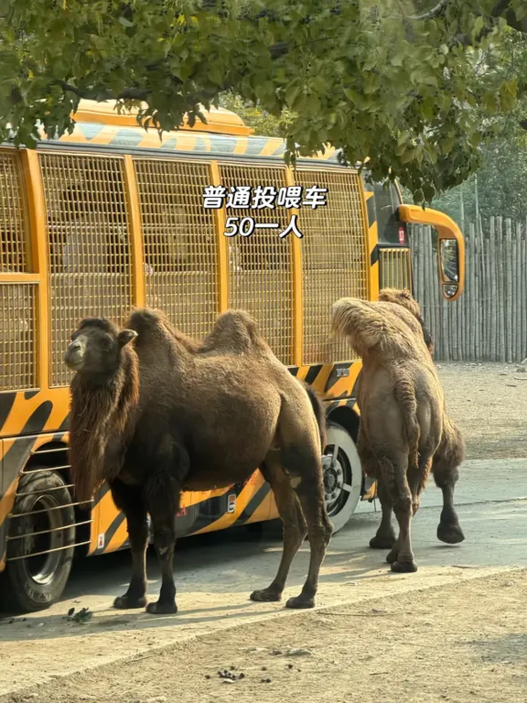 2026上海野生动物园一日游攻略!超全🐎