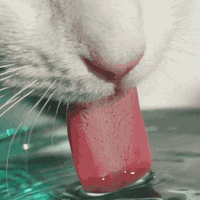 猫咪水碗里滑溜溜的东西是什么？