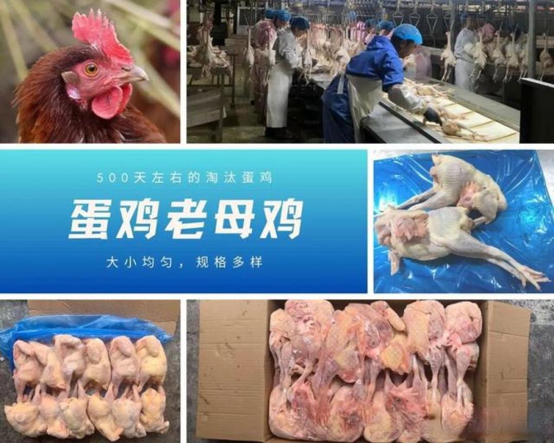 “老母鸡”多为淘汰蛋鸡，到底能不能吃？（上）