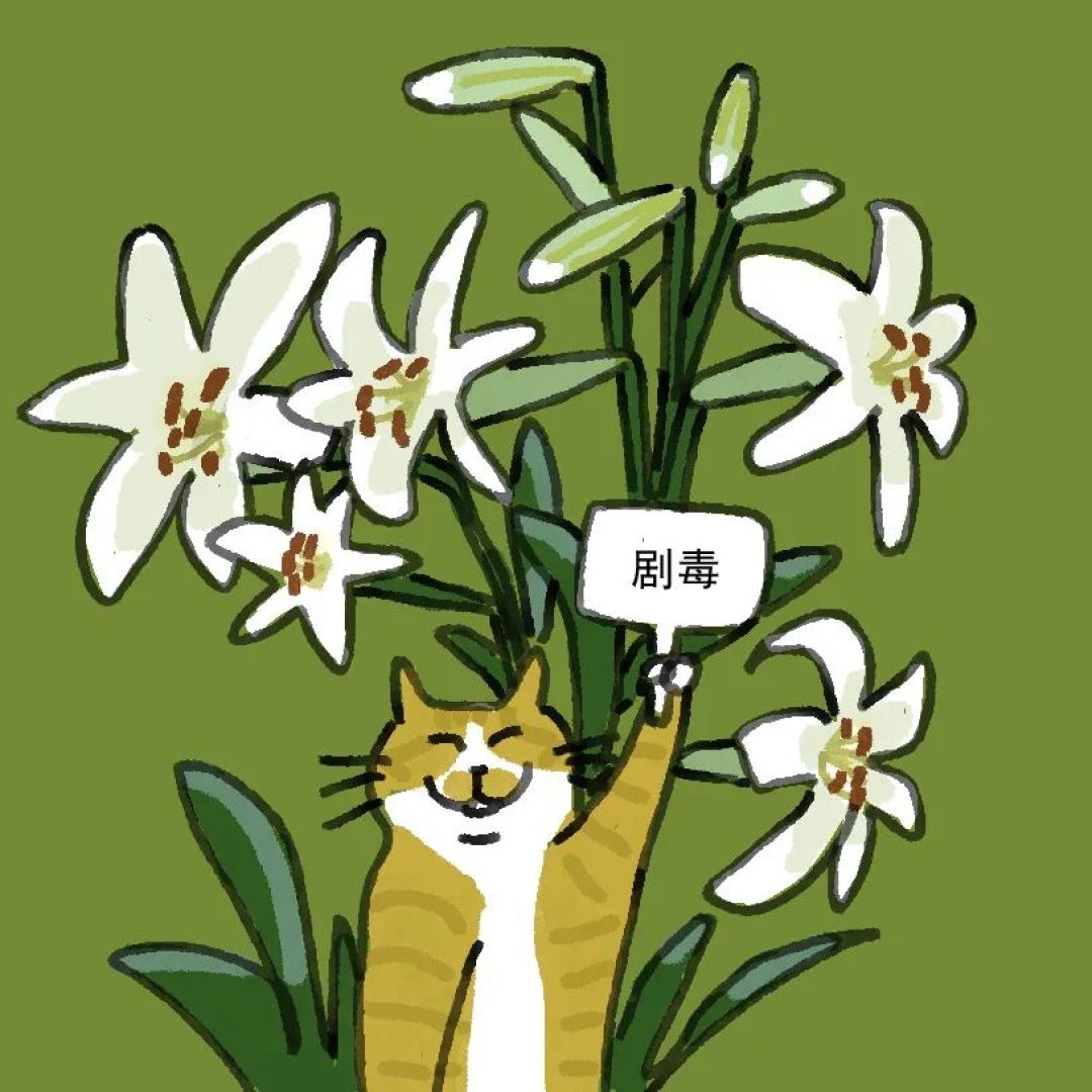 养猫家庭安全须知,家长必读~