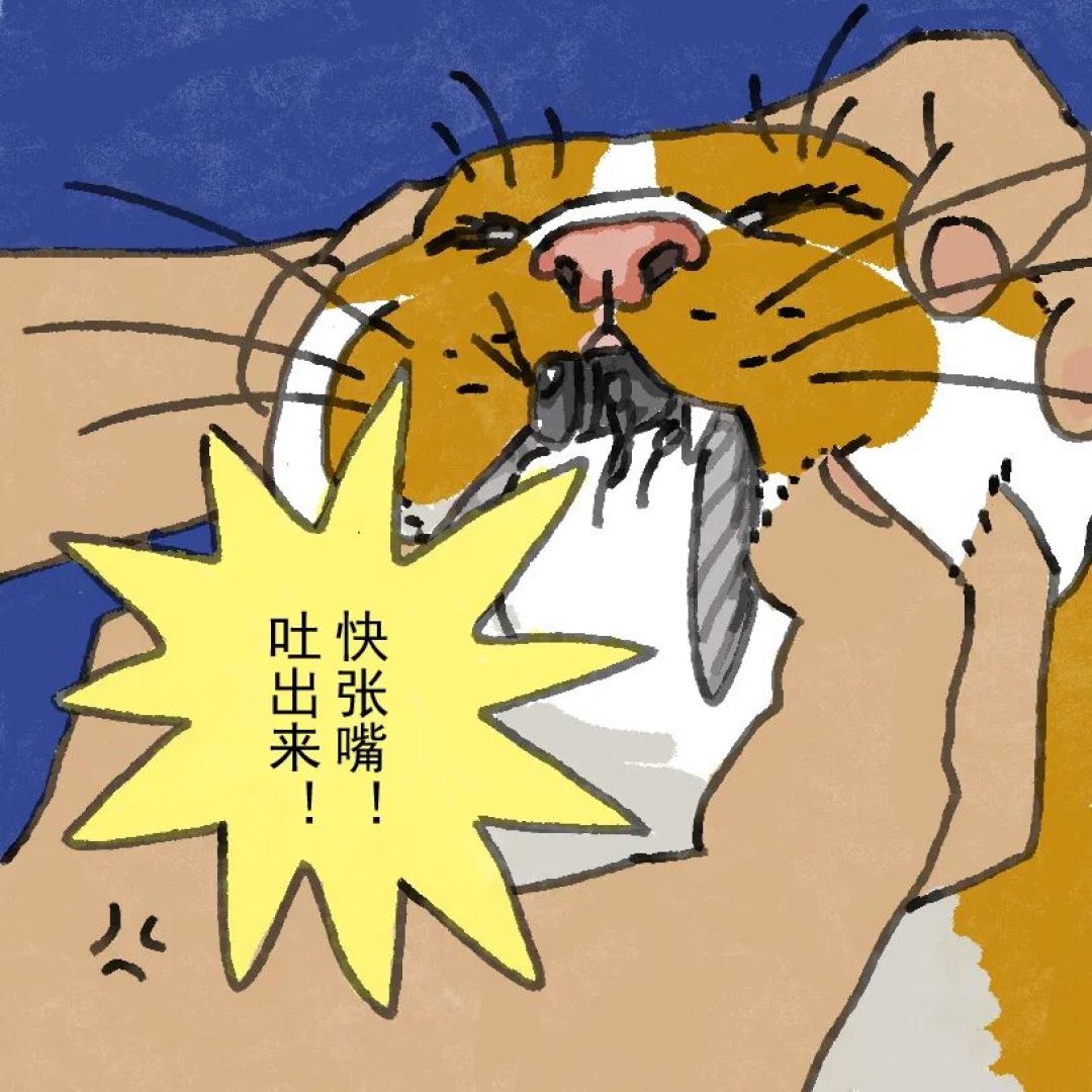 养猫家庭安全须知,家长必读~