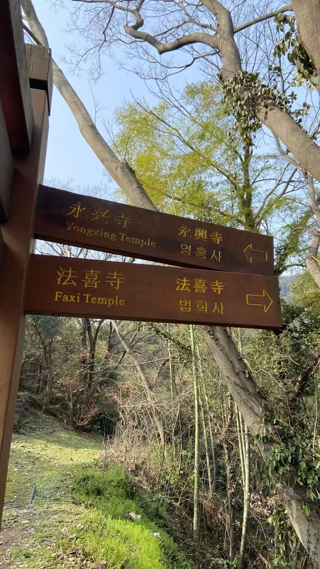 杭州周末低成本遛娃:6-10岁亲子爬山,茶山竹林间边走边玩