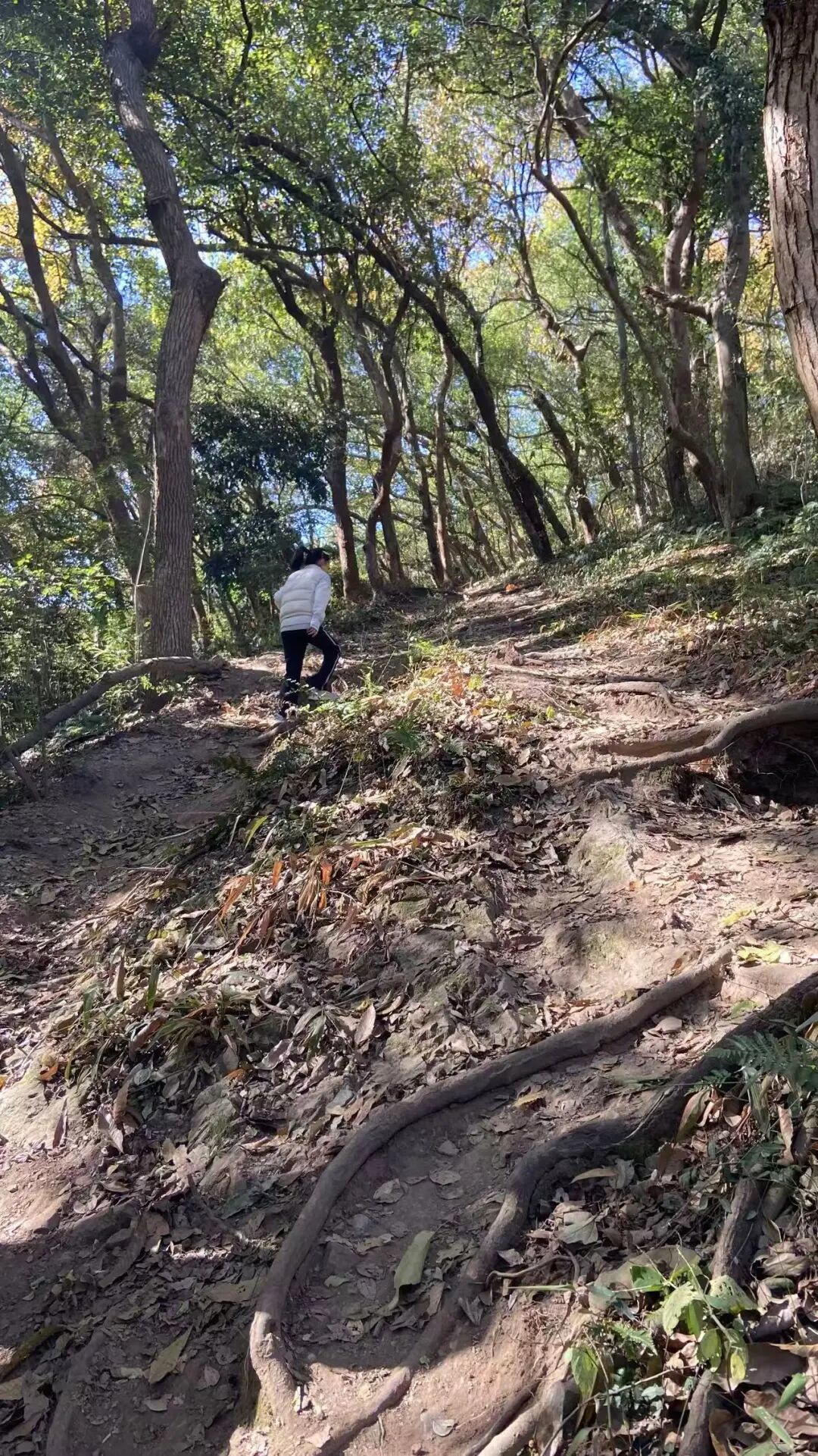 杭州周末低成本遛娃:6-10岁亲子爬山,茶山竹林间边走边玩