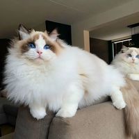 2026 布偶猫优质猫粮推荐，专属优质猫粮推荐！