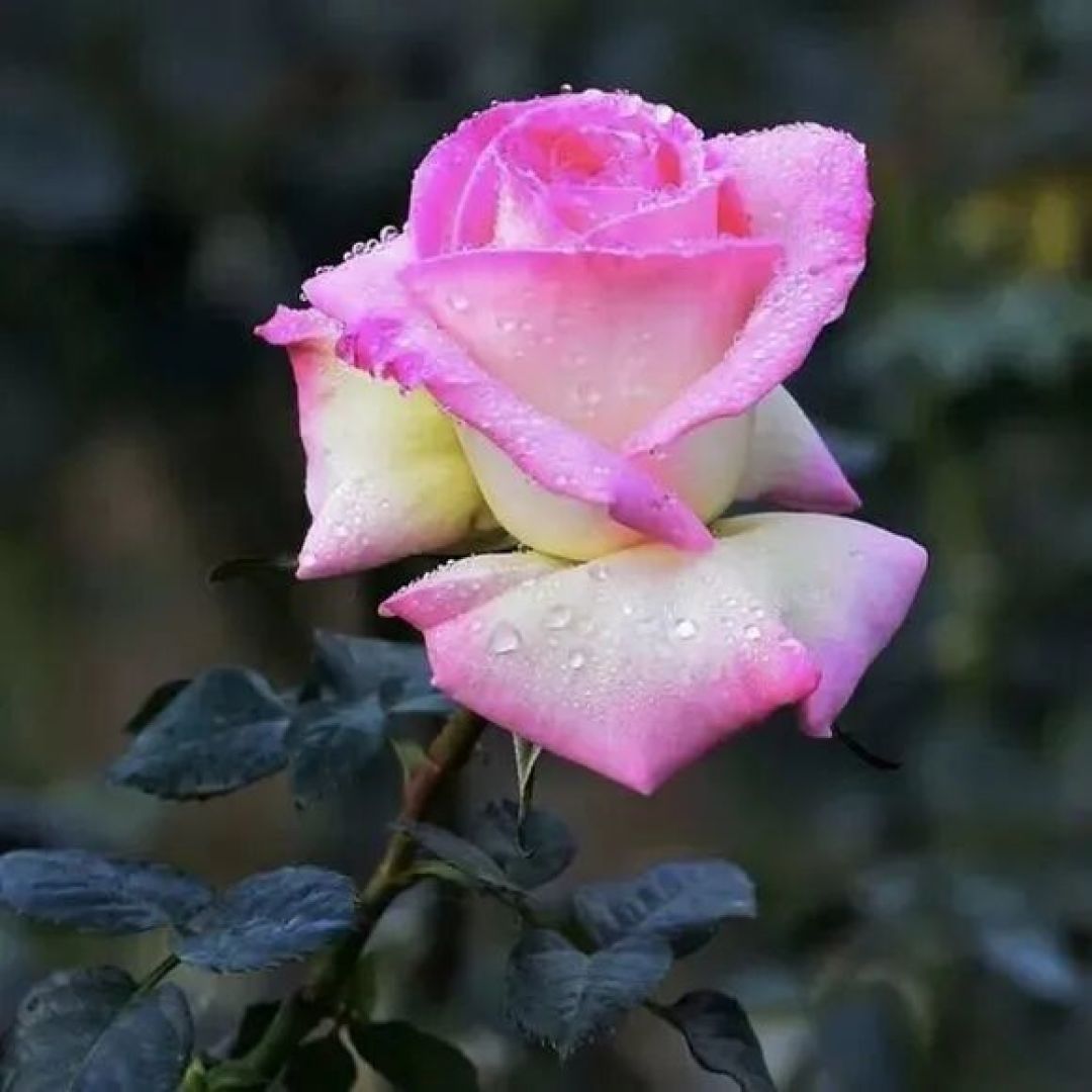 月季花谱之粉红色灌木篇——浪漫与温柔的信使3