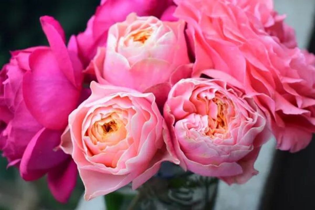 月季花谱之粉红色灌木篇——浪漫与温柔的信使3