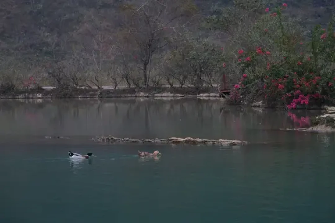 靖西鹅泉攻略