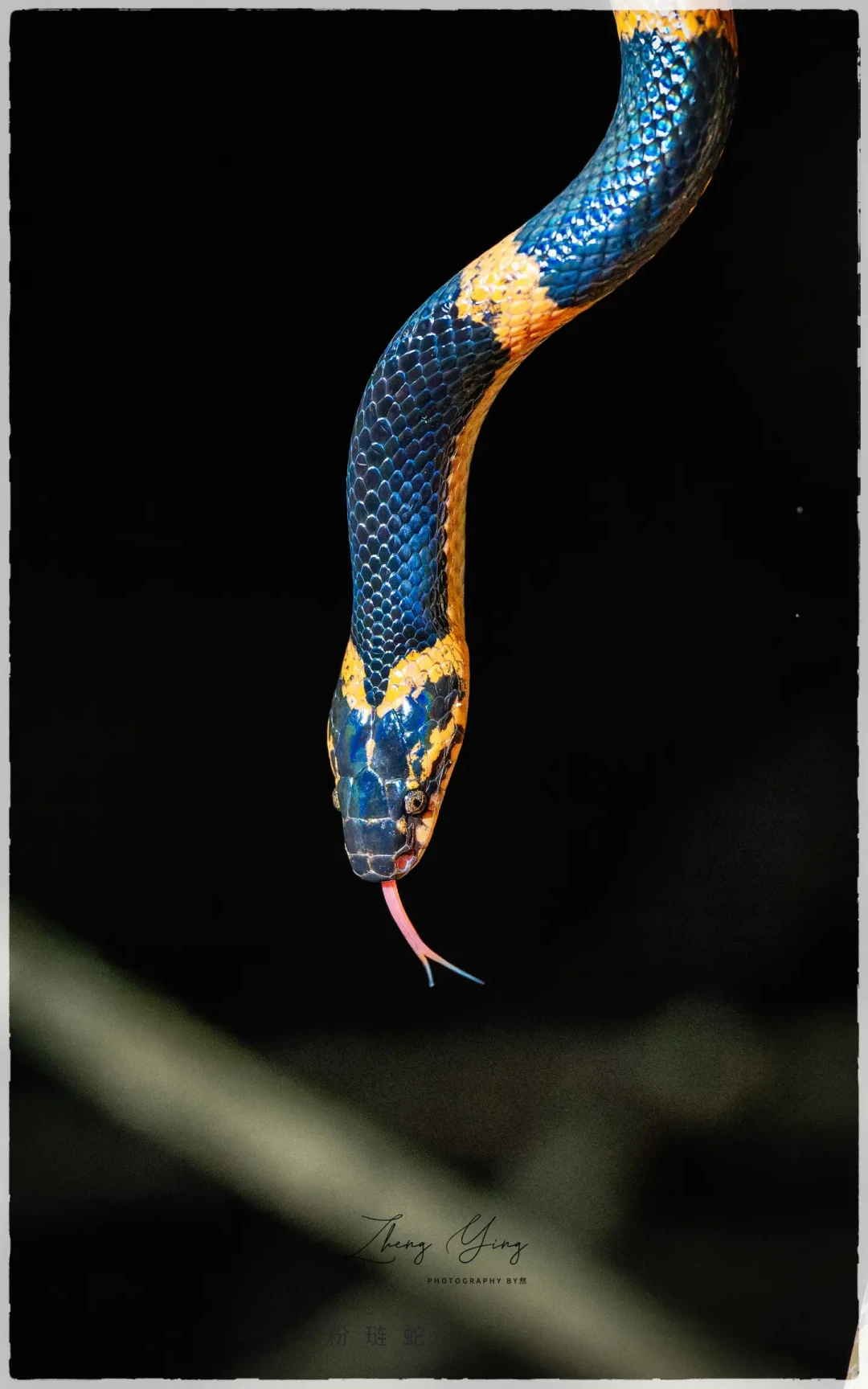 2026元旦海南观鸟行4
