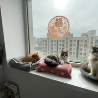 多猫家庭测评三十多种猫粮（混粮版）Day 1