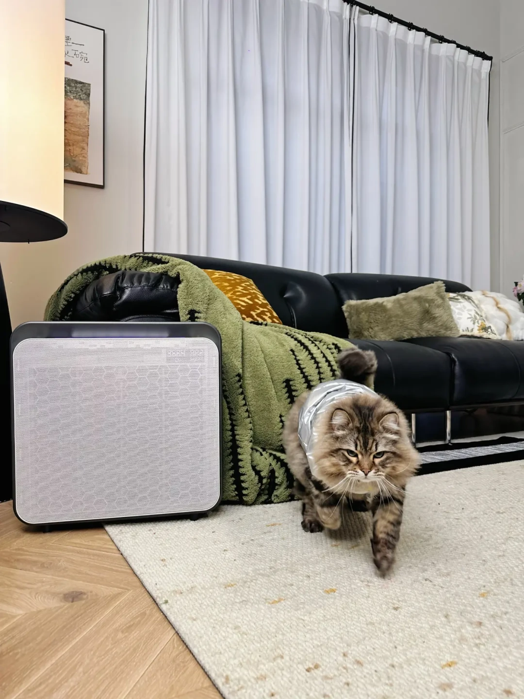 当家里的空气会说话，我和猫的日子更甜蜜了