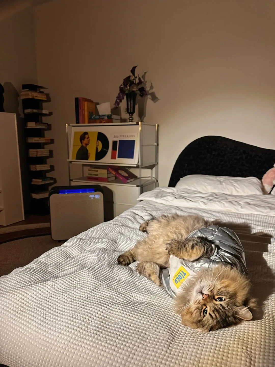 当家里的空气会说话，我和猫的日子更甜蜜了