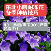 40℃晒不死-30℃冻不死！东北小院必种的10款花！ #东北耐寒花卉 #小院多年生花卉 #东北庭院种花技巧 #园林老金经验分享 #吉林庭院景观设